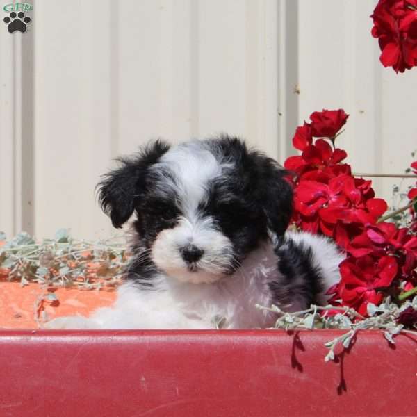 Pixie, Maltipoo Puppy